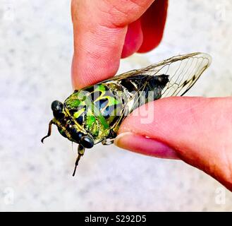 Persona in possesso di cicala tra le dita Foto Stock
