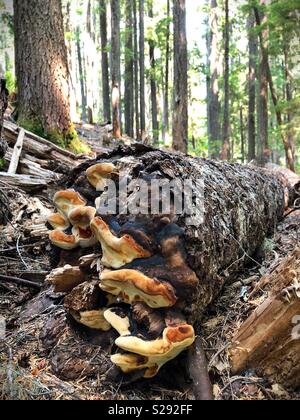 I funghi che crescono su un albero caduto in Willamette National Forest in Oregon, USA. Foto Stock