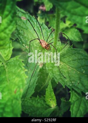 Daddy Long legs ragno in una foglia di menta in un giardino Foto Stock
