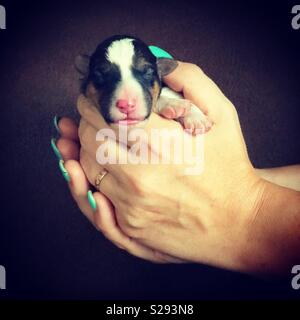 Mani femminili tenendo un simpatico nuovo cucciolo nato Foto Stock