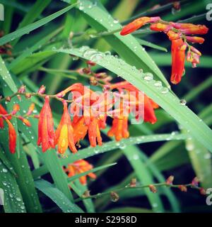 Arancio brillante crocosmia fiori sotto la pioggia Foto Stock