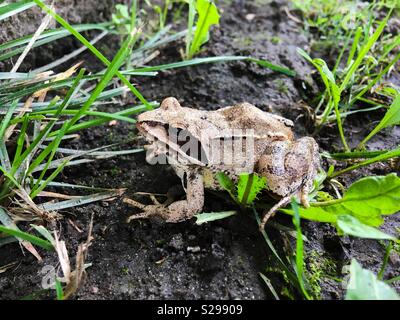 Beige rana stagno a terra Foto Stock