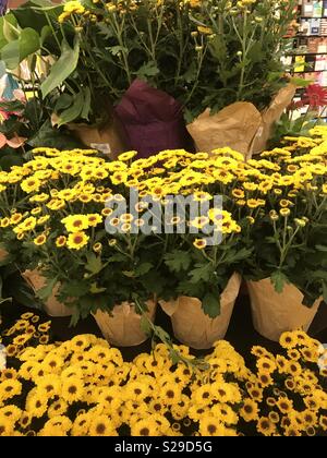 Visualizzazione delle margherite giallo fiori in vaso. Vi sono tre livelli di vasi Foto Stock