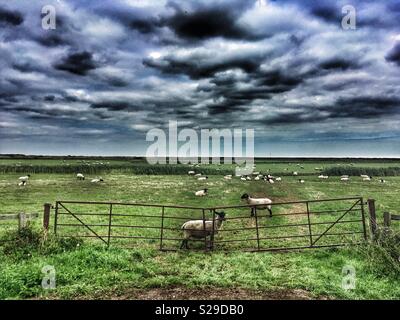 Pecore, strada di ciottoli Suffolk in Inghilterra Foto Stock