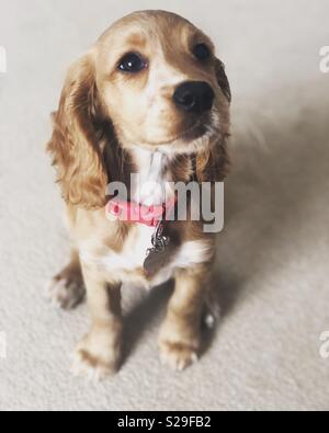 Cucciolo di concentrazione Foto Stock