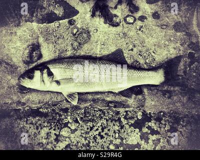 Bass ( Dicentrarchus labrax) giacenti in un pool. Foto Stock