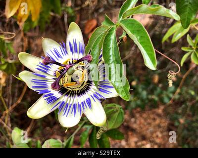 Passiflora Bluecrown. Foto Stock