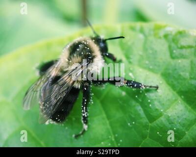 Macro di un bumblebee coperti di polline su una foglia di cetriolo. Foto Stock