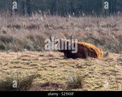 Highland mucca nel campo di erba Foto Stock