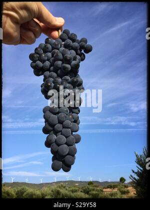 Un singolo cluster di uve Syrah al momento del raccolto, la Catalogna, Spagna. Foto Stock