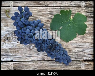 Un singolo cluster di uve Syrah al momento del raccolto, la Catalogna, Spagna. Foto Stock