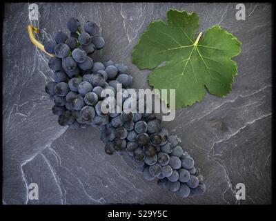 Un singolo cluster di uve Syrah al momento del raccolto, la Catalogna, Spagna. Foto Stock