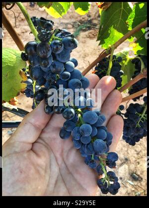 Un singolo cluster di uve Syrah al momento del raccolto che mostra la Carta europea Wasp danni, Catalogna, Spagna. Foto Stock