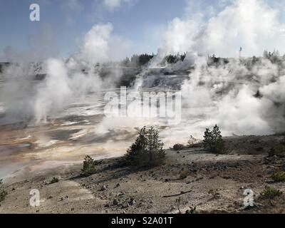 Il vapore in fase di salita nel Norris Geyser Basin, il Parco Nazionale di Yellowstone, Wyoming Foto Stock