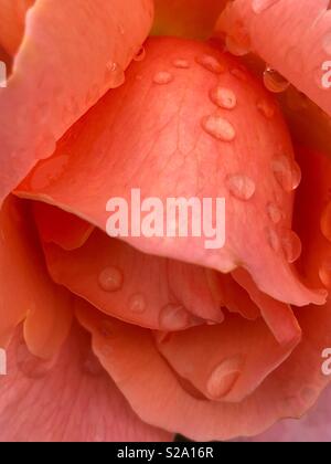 Gocce di pioggia su petali di rosa Foto Stock