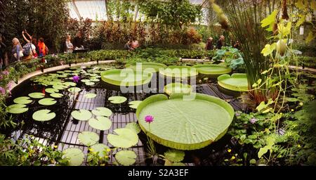 La Ninfea house con il gigante waterlilies nella Royal Botanical Gardens di Kew Garden s, Londra. Regno Unito Foto Stock