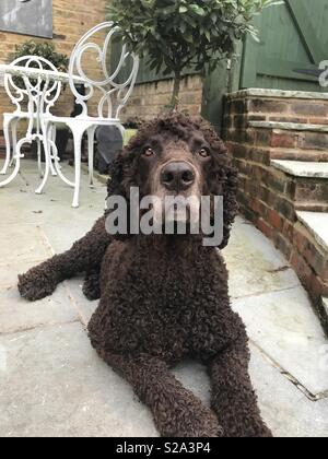 Acqua irlandese spaniel rivestimento corto Foto Stock