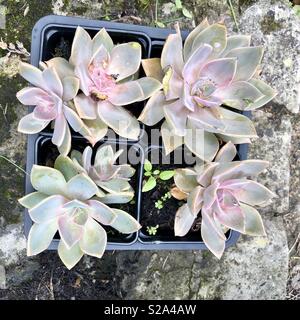 In botanica, le piante succulente, noto anche come piante succulente Foto Stock