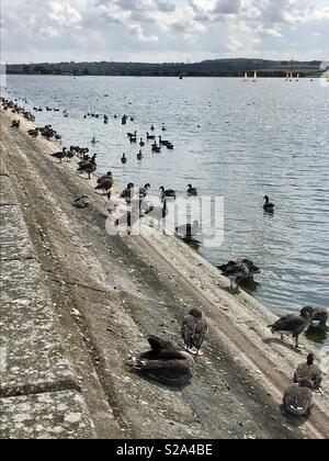 Serbatoio Farmoor, Oxfordshire Foto Stock