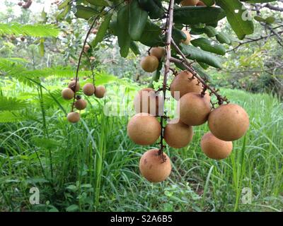 Longan fresco frutta su albero nel giardino, Kompong Chen, Cambogia Foto Stock