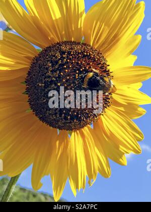 Bumblebee sui semi di girasole. Foto Stock