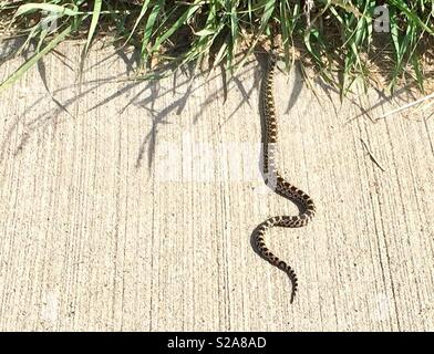 I capretti bullsnake arrampicarsi in bordatura erboso sul percorso a piedi in Colorado Foto Stock