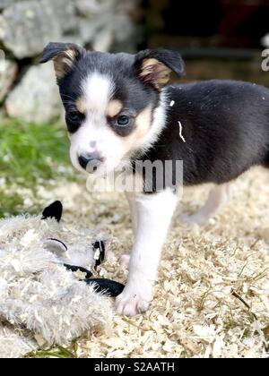 Carino Border Collie cucciolo Foto Stock