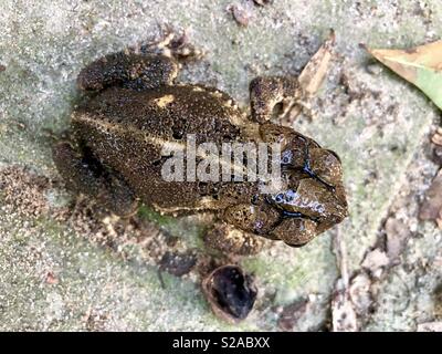 Costa del Golfo toad Foto Stock