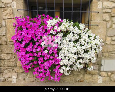 Surfinias in una finestra. Belianes, Lleida, in Catalogna, Spagna. Foto Stock