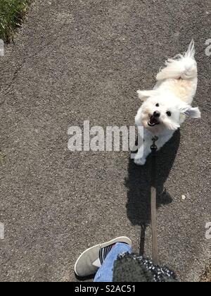 A piedi felici piccolo cane Foto Stock