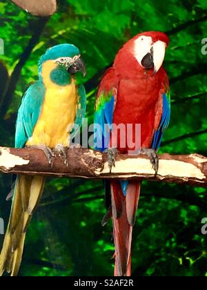 Due pappagalli Blue Throated Macaw e il rosso e il verde Scarlet Macaw seduti sul pesce persico insieme Foto Stock