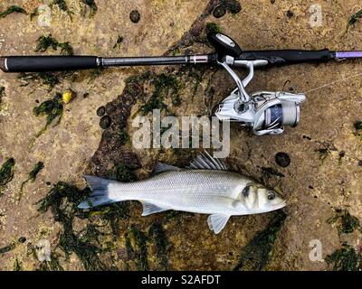 Vivere il branzino con asta e la bobina utilizzata per la cattura di esso, Gower, South West Wales. Foto Stock