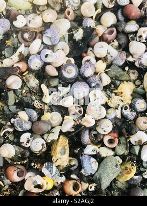 Conchiglie di mare multicolore di lavato fino a una spiaggia Foto Stock