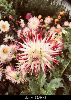 Punta rosa cactus dahlia (dahlia 'tanjoh') in piena fioritura Foto Stock