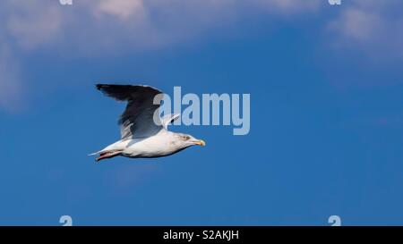 Seagull è volo al porto di Amburgo Foto Stock