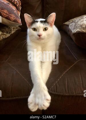 Shorthair gatto "Roxanne" seduta con zampe fuori-disteso sul lettino di marrone. Foto Stock