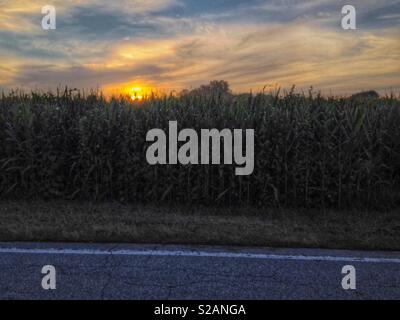 Cornfield al tramonto in Carolina del Nord Foto Stock