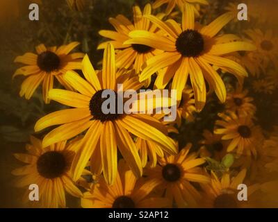 Rudbeckia hirta noto anche come black-eyed-Susan cono o fiori. Foto Stock