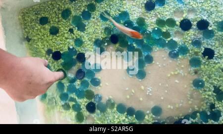 Ragazzo giovane mettere il dito nel pesce aquarium - vivacemente colorato di rocce e ciottoli, verde, blu e giallo-arancio e bianco pesci koi Foto Stock