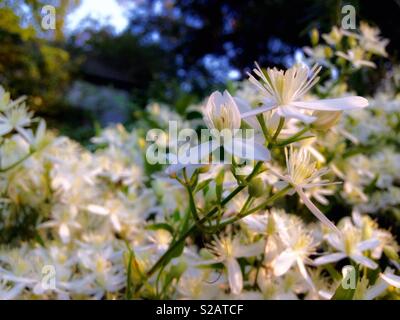 Dolce Autunno Clematis vigneti sbocciano nella parte anteriore del capannone di stagno. Tarda estate, Carolina del Nord Foto Stock