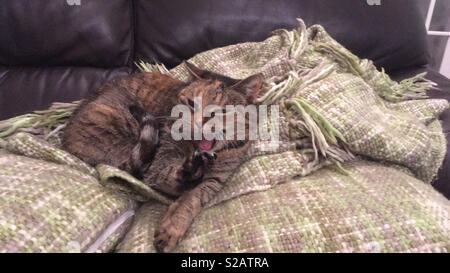 Gatto che ride Foto Stock