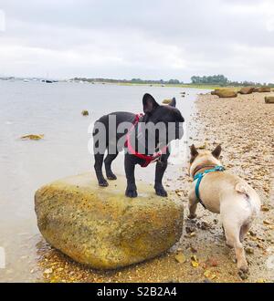 Cani in spiaggia Foto Stock
