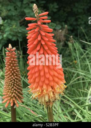 Kniphofia, chiamato anche tritoma, red hot poker, torcia lily, knofflers o impianto di poker, è un genere di perenni piante di fioritura Foto Stock