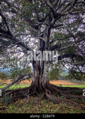 Un vecchio Moreton Bay o nero Fig (Ficus macrophylla) tree, noto anche come il banyan Australiano, in un'azienda agricola nelle zone costiere del NSW, Australia Foto Stock