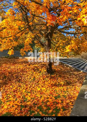 Bellissimi colori autunnali su un albero e foglie sul terreno in una giornata di sole. Foto Stock