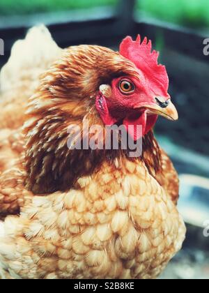 Ritratto di Rhode Island red pollo guardando la fotocamera Foto Stock