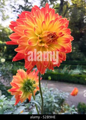 Dahlia fiori nel giardino Foto Stock