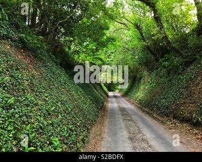 Tunnel di alberi, paese lane, Somerset, Inghilterra Foto Stock