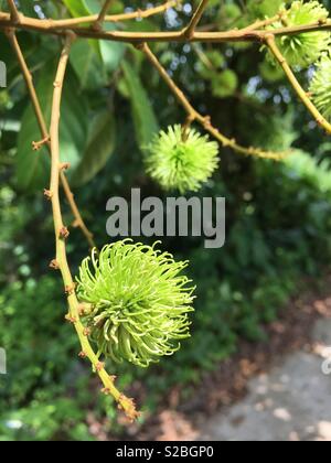 Piccolo rambutan mostra che la stagione di rambutan frutto è molto presto.Malaysia. Foto Stock