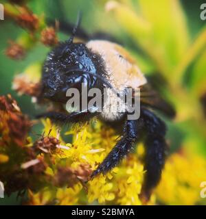 Falegname orientale bee coperto di rugiada del mattino, Wayne County, Pennsylvania Foto Stock